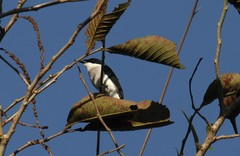 Hemipus hirundinaceus