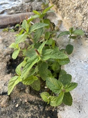 Acalypha chamaedrifolia