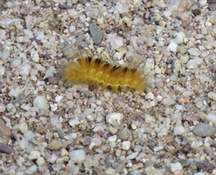 Pygarctia