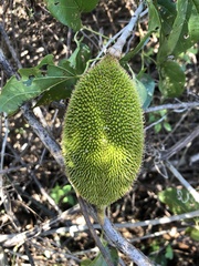 Amphilophium crucigerum