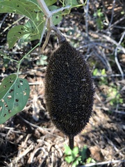 Amphilophium crucigerum