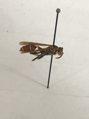 Mischocyttarus phthisicus