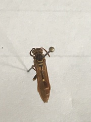 Mischocyttarus phthisicus