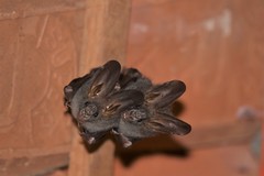 Megaderma spasma