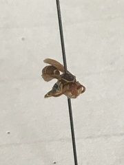 Mischocyttarus phthisicus