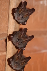 Megaderma spasma