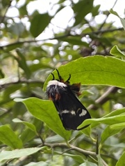 Hemileuca maia