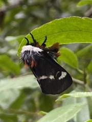 Hemileuca maia