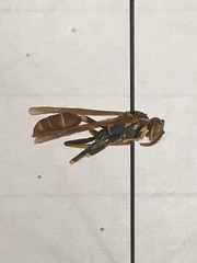 Mischocyttarus phthisicus