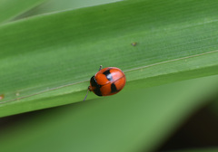 Chelymorpha praetextata
