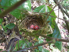 Phyllastrephus flavostriatus