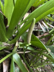Anthurium dominicense