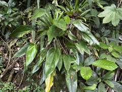 Anthurium dominicense