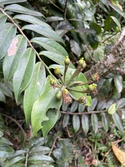 Marcgravia rectiflora