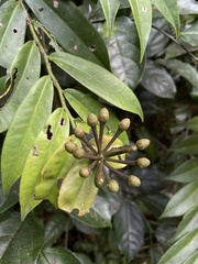 Marcgravia rectiflora