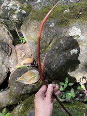 Philodendron hederaceum