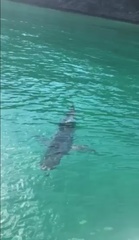 Carcharhinus brachyurus