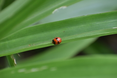 Chelymorpha praetextata