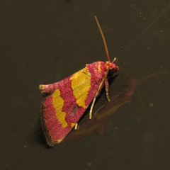 Phoenicophanta bicolor