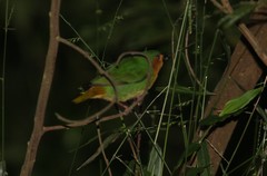 Tawny-Breasted Parrotfinch photo 2