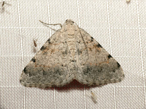 California Granite Moth and Allies photo 4