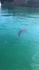 Carcharhinus brachyurus