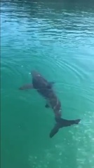 Carcharhinus brachyurus