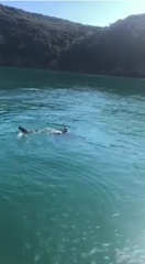 Carcharhinus brachyurus