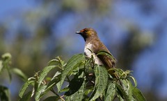 Pycnonotus bimaculatus