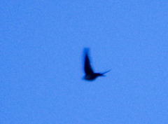 Pygochelidon cyanoleuca