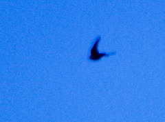 Pygochelidon cyanoleuca