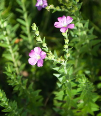 Linum viscosum