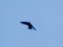 Pygochelidon cyanoleuca