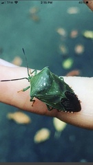 Piezosternum subulatum