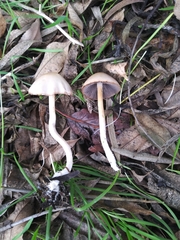 Agaricales