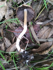 Agaricales