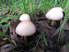 Agaricales