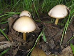 Agaricales