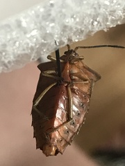 Piezosternum subulatum