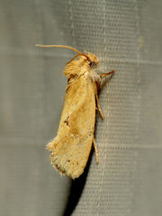 Acrolophus laticapitana