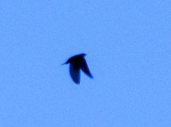 Pygochelidon cyanoleuca