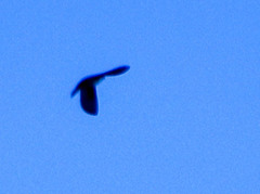 Pygochelidon cyanoleuca