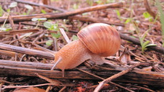Helix cincta