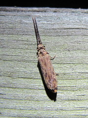 Tenomerga cinerea