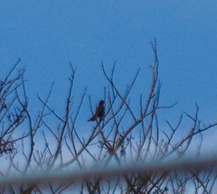 Turdus fuscater