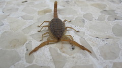 Aegaeobuthus nigrocinctus