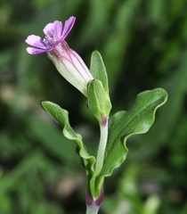 Silene diversifolia