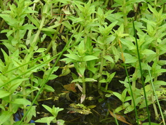 Limnophila aromatica