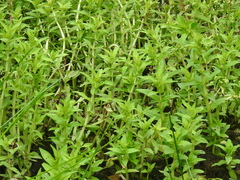 Limnophila aromatica
