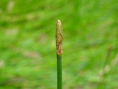 Eleocharis dulcis